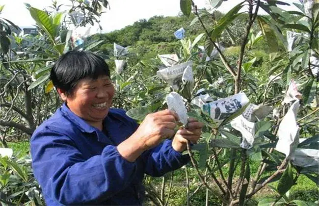 枇杷套袋的 因素及办法