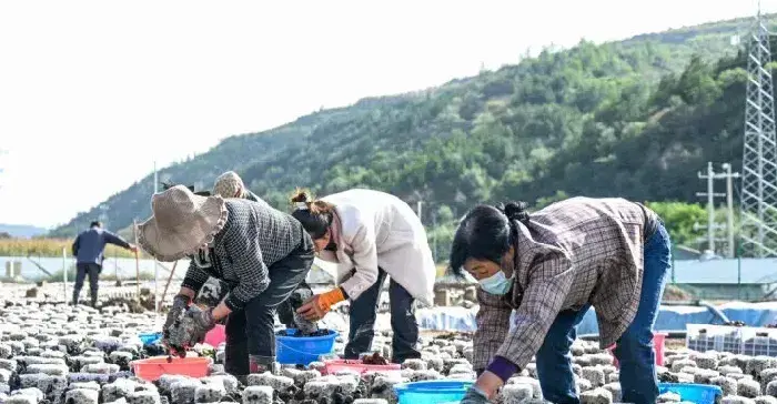 甘肃华池县400亩“菌光互补”露地栽培黑木耳试种成功