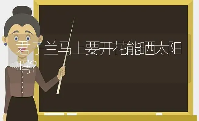 君子兰马上要开花能晒太阳吗？ | 绿植常识