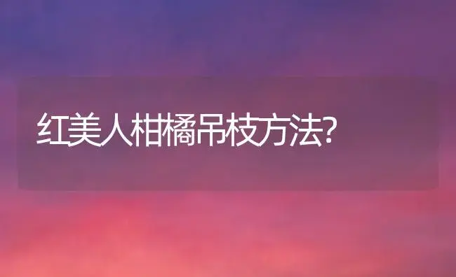 红美人柑橘吊枝方法？ | 多肉养殖