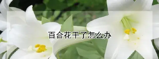 百合花干了怎么办