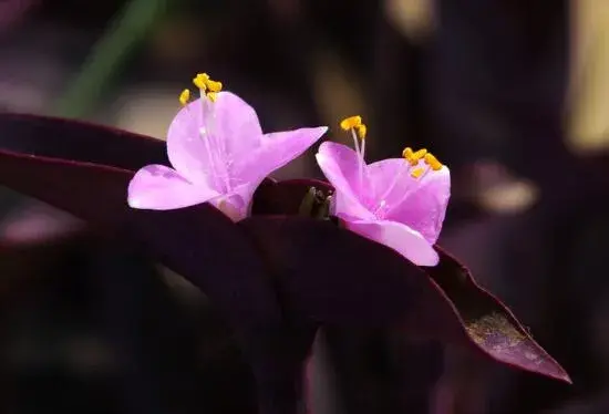 紫鸭跖草什么时候开花，紫鸭跖草花期花色/6月开花花语美