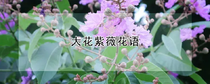 大花紫薇花语