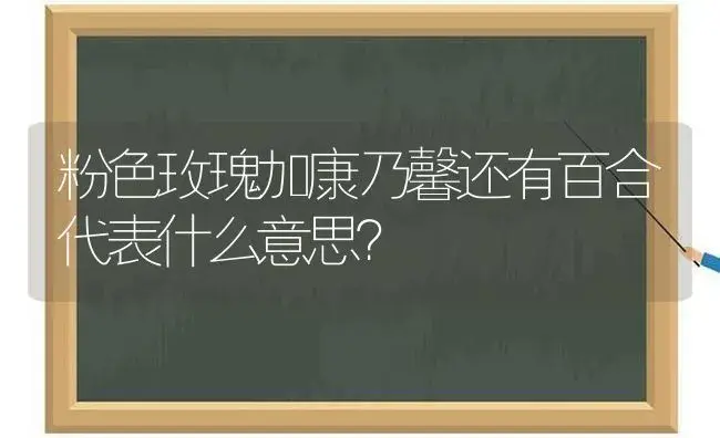 粉色玫瑰加康乃馨还有百合代表什么意思？ | 绿植常识