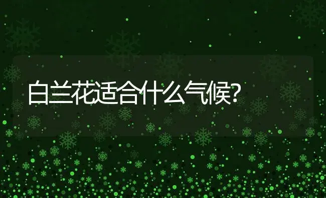 白兰花适合什么气候？ | 绿植常识