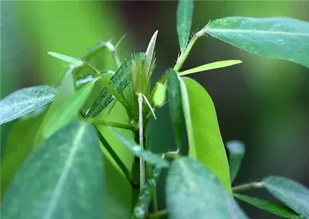 跳舞草的花语和传说有哪些？