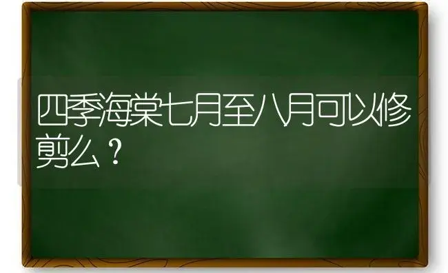 四季海棠七月至八月可以修剪么？ | 绿植常识