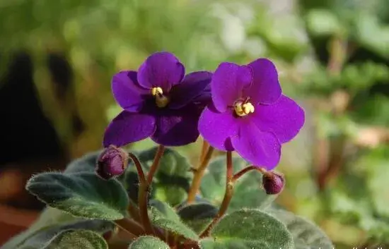 非洲堇品种介绍，不同花色非洲堇花语大全/永恒的爱