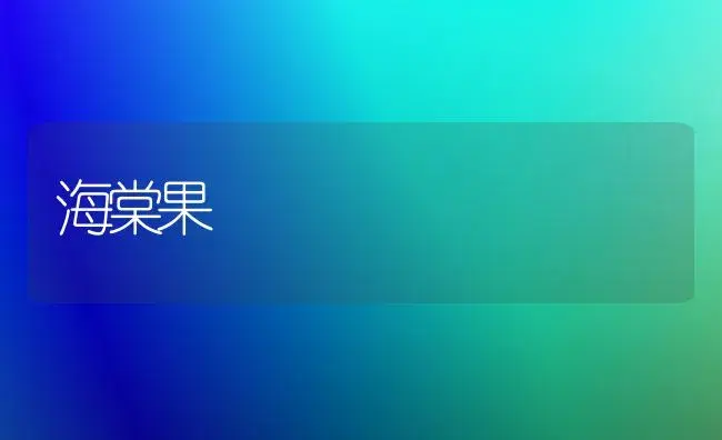 海棠果 | 家庭养花