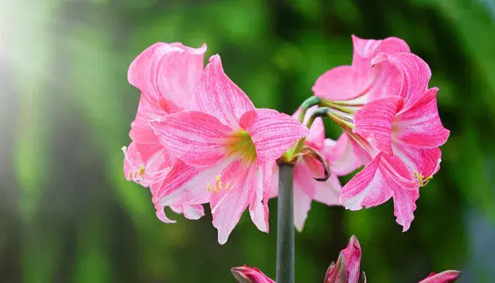 朱顶红花语 朱顶红花语是什么