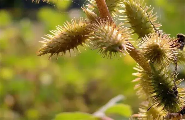 苍耳的栽培措施