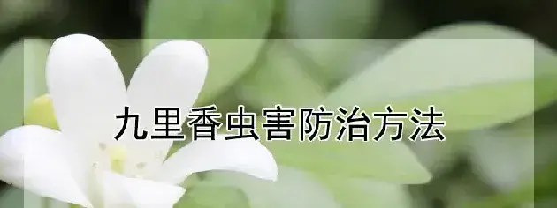 九里香虫害防治方法