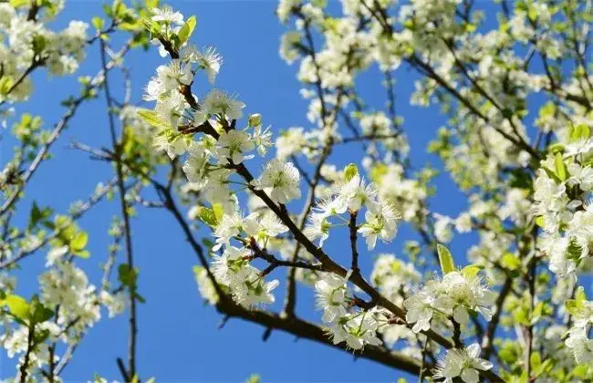 苹果树花期管理要点