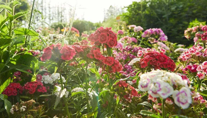 石竹花语 石竹花花语