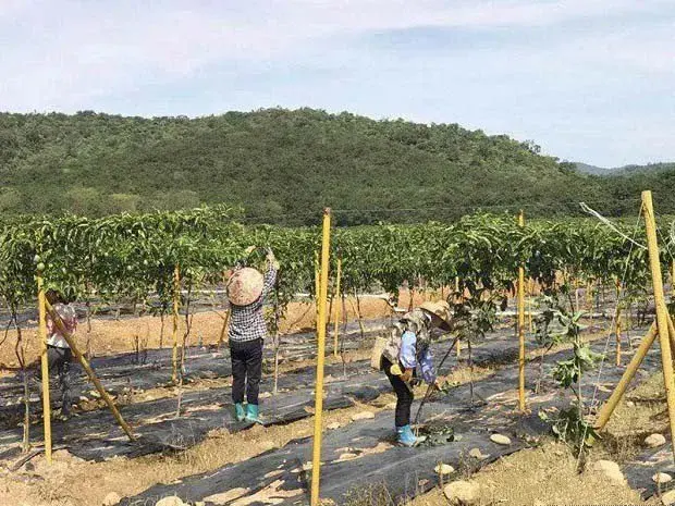 百香果园除草有几种方法？