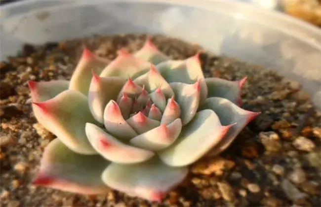 多肉植物摊大饼了怎么办