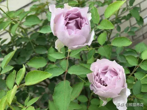 月季花代表什么？