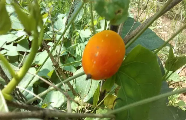 红参果的栽培技术