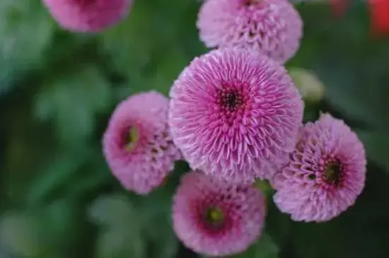 纽扣菊的花语：纽扣菊的花语 纽扣菊的介绍