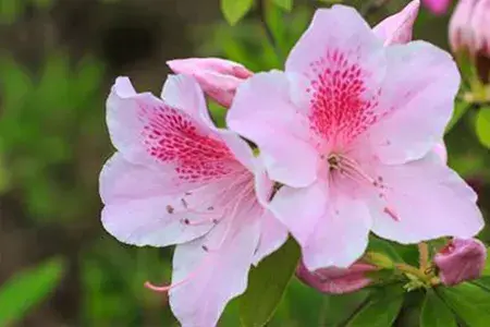 杜鹃花花语，杜鹃花怎么养