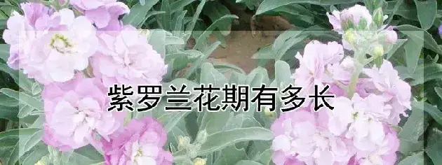 紫罗兰花期有多长