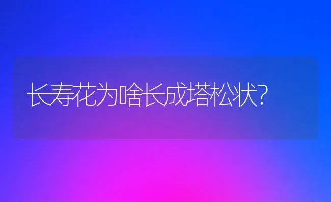 长寿花为啥长成塔松状？ | 多肉养殖