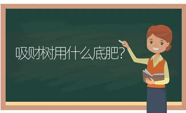 吸财树用什么底肥？ | 多肉养殖