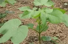 印度棉花种植面积料下降至七年低点