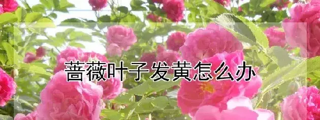 蔷薇叶子发黄怎么办