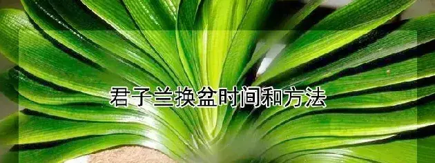 君子兰换盆时间和方法