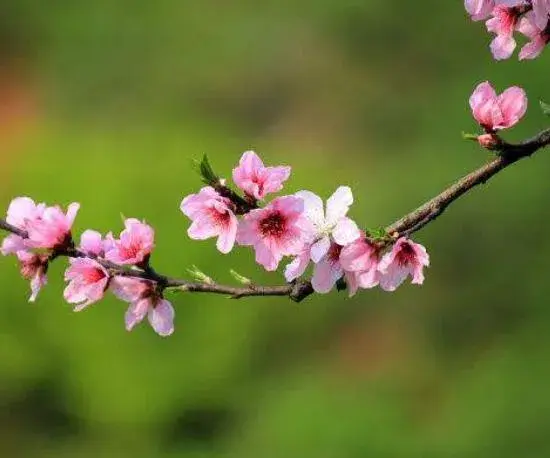 桃花花语哪些？