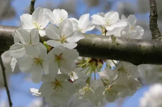 日本晚樱的花语