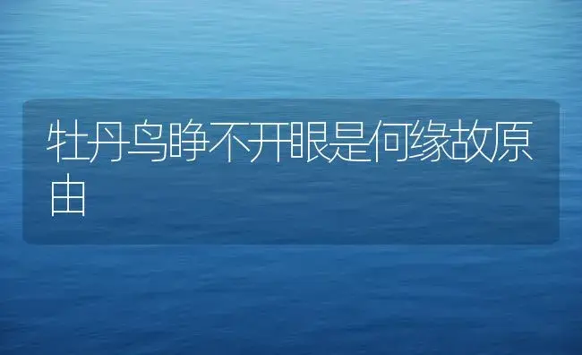 牡丹鸟睁不开眼是何缘故原由 | 家庭养花
