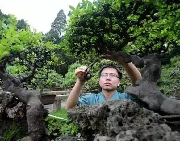 苏派盆景 | 梅雨时节修剪“美容” 呈现苏派盆景特有艺术魅力