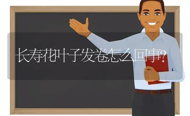 长寿花叶子发卷怎么回事？ | 多肉养殖