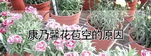 康乃馨花苞空的原因