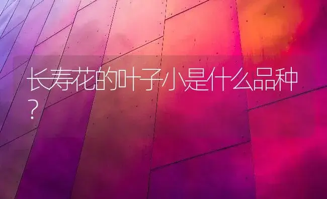 长寿花的叶子小是什么品种？ | 多肉养殖