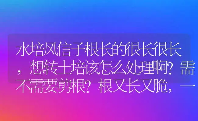 水培风信子根长的很长很长，想转土培该怎么处理啊?需不需要剪根?根又长又脆，一碰就断，该怎么种啊？ | 绿植常识