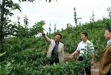 苹果树的夏季管理拉枝技术