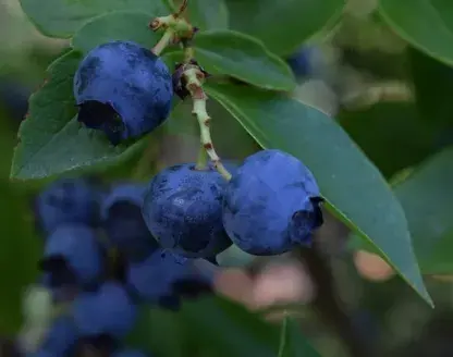 蓝莓一般几月份成熟上市？什么时候吃最好？多少钱一斤？