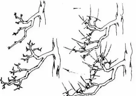 盆栽修剪 | 盆景蓄枝方法图解