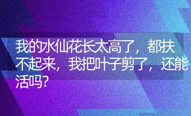 我的水仙花长太高了，都扶不起来，我把叶子剪了，还能活吗？ | 绿植常识