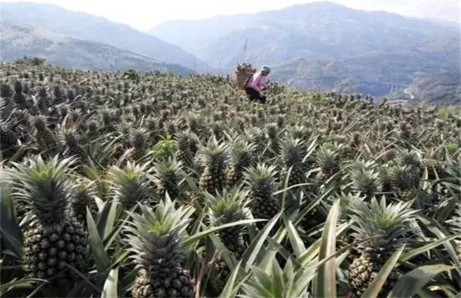 香水菠萝栽培技术