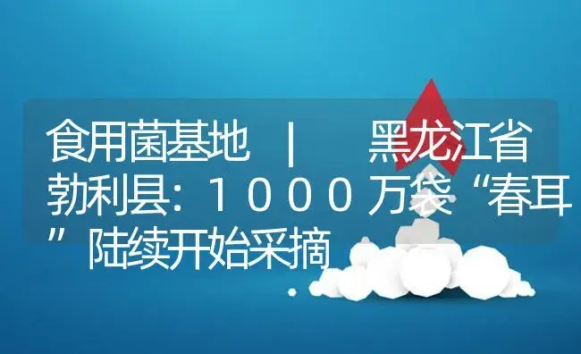 黑龙江省勃利县：1000万袋“春耳”陆续开始采摘 | 菌菇种植