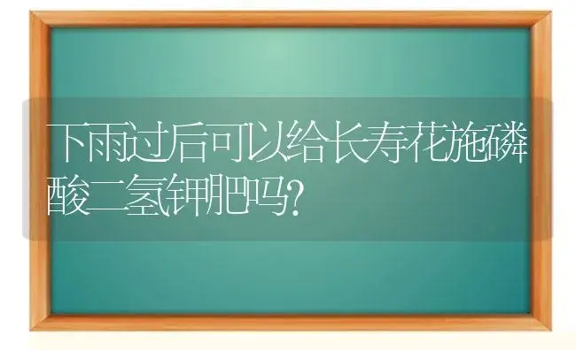 下雨过后可以给长寿花施磷酸二氢钾肥吗？ | 多肉养殖