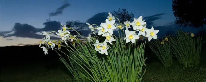 水仙花花语是什么