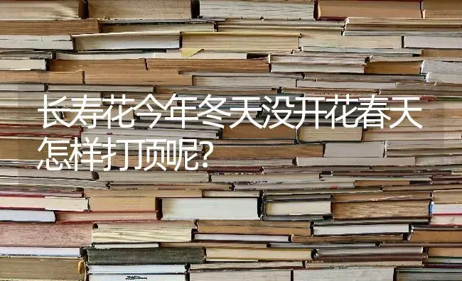 长寿花今年冬天没开花春天怎样打顶呢？ | 多肉养殖