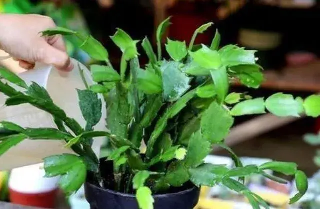 蟹爪兰开花时间长了怎么处理？
