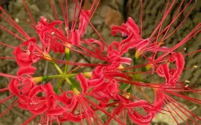 各种花花语及代表的含义有哪些？