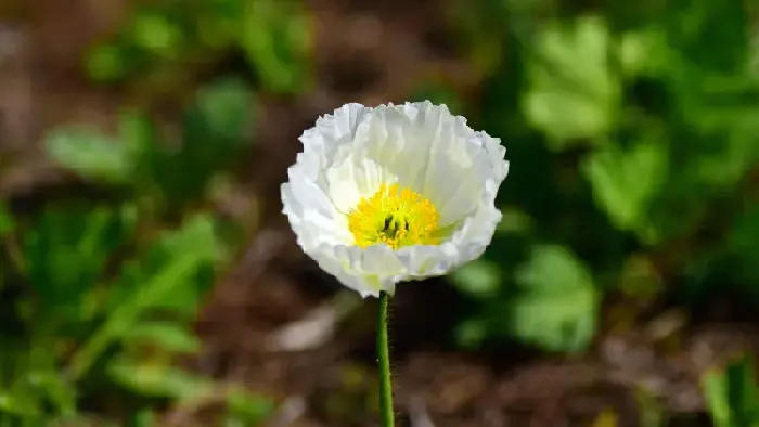 白色虞美人花语